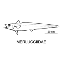 Line drawing of merlucciidae